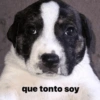 que tonto soy