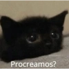 🐈‍⬛🤣Michis Lovers Para ti🤣🐈‍⬛ 6