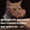 😸 Gatos pal chat 😎🤙 2 10