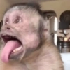 Monos🐒  5