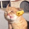 Gatinhos + emojis 😻 20