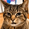 😡🐱 GATOS ENOJADOS 🐱😡 7