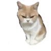 Gatos y algo mas 23