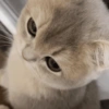𑄹     ׅ   cats 🐾 8