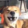 Perro bostezando 8