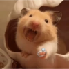Hamster Reaction  14