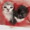 Gatitos de amor 💕🐱 5
