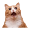 Gatos y algo mas 13
