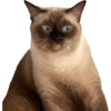 Cat meme 3 22