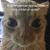 😸 Gatos pal chat 😎🤙 2 14