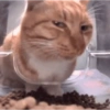 Cat Meme 11