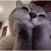 Gatitos de amor 💕🐱 12