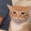 Cat Meme 15