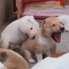 🐶🐕 Perritos XD 🐶🐕 7