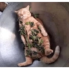 Cats and dogs funny 9
