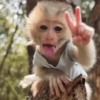 Monos🐒  9