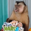 Monitos para el día 🐵 6