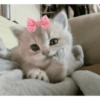 Gatitos de amor 💕🐱 19