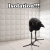 🧿 Kiwi meme Damn🦩🥝 20