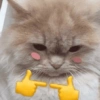 Gatinhos + emojis 😻 29
