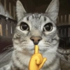 Gatinhos + emojis 😻 6