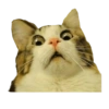 Gatos y algo mas 12