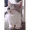 Gatitos 21