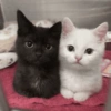 Gatitos de amor 💕🐱 10