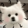 Dog 6