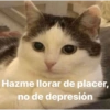 🐈‍⬛🤣Michis Lovers Para ti🤣🐈‍⬛ 9