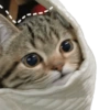 Kucing lucu 11