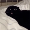 Crazy cats 1 5