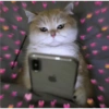 @gatitos4ntidepresivos