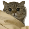 Kucing lucu 14
