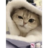 N 小红书 10 176418028