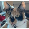 Gata 2 8