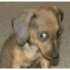 Dog reaction anjing 😈 6