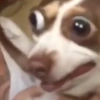 Os melhores memes 11