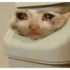 Gatos tristes 19