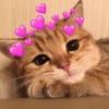PROS APAIXONAD💖 12
