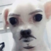 Perros XD 8🤣 8