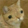 Cats random 12