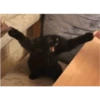 Gatos negros muy negros 15