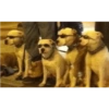 Memes animais 26