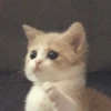 Gato random 8🤣 6