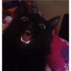 Gatos negros muy negros 17