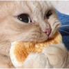 Animals random 26