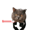Grrrrrrr.....