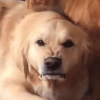 🐶🐕Dogs Reactions🐕🐶 5