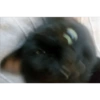 Gatos negros muy negros 13